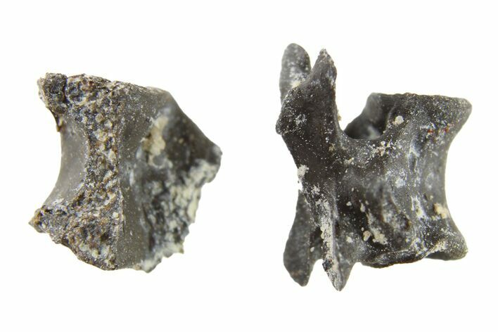 Two Permian Reptile Fossil Vertebrae - Oklahoma #261427